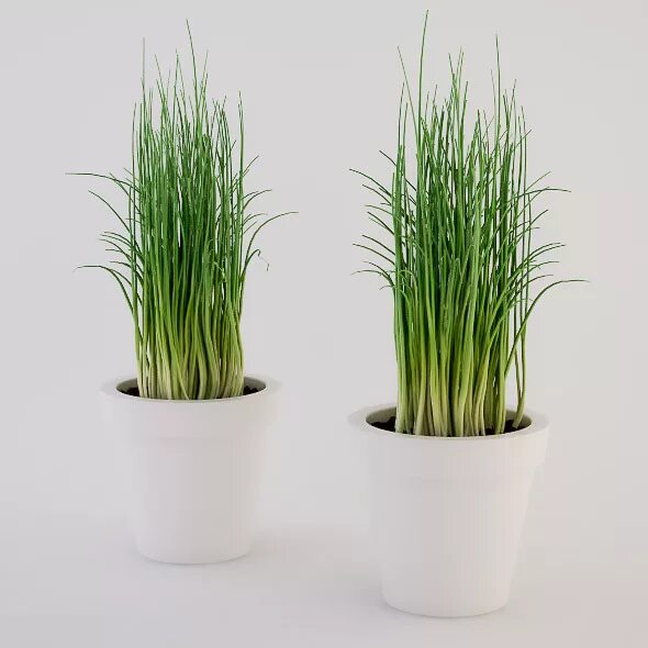 лемонграсс домашний. лемонграсс рассада. лемонграсс куст. лемонграсс рассада. лемонграсс рассада.