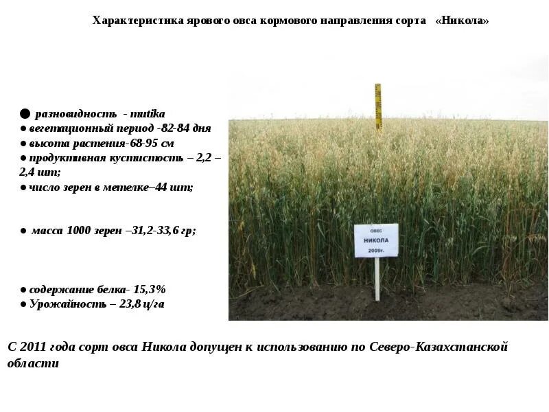 Овес характеристика. Сорта овса. Овес Яровой. Высота овса.