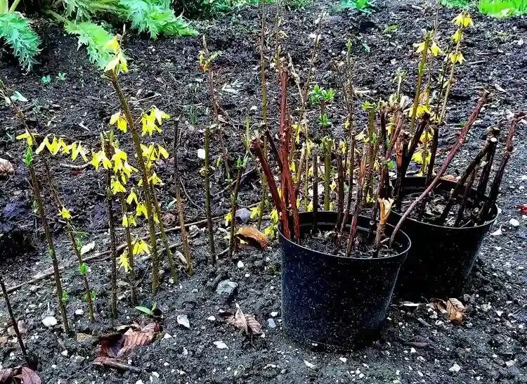 Форзиция голдзаубер осенью. Форзиция черенки. Форзиция черенки. Форзиция одревесневшие черенки. Форзиция черенком.