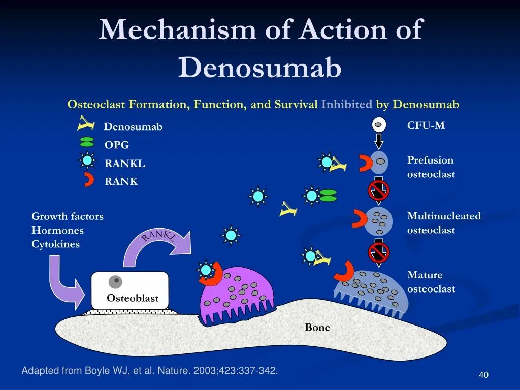 Mechanism of action. Лиганд RANKL. Rank RANKL. Остеопротегерин Rank RANKL. (RANKL) — Деносумаб.