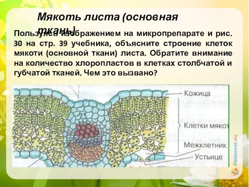 Мякоть листа название. Мякоть листа образована тканью. Ткани растений мякоти листа. Внутреннее строение листа фотосинтезирующая ткань. Строение мякоти листа биология 6.