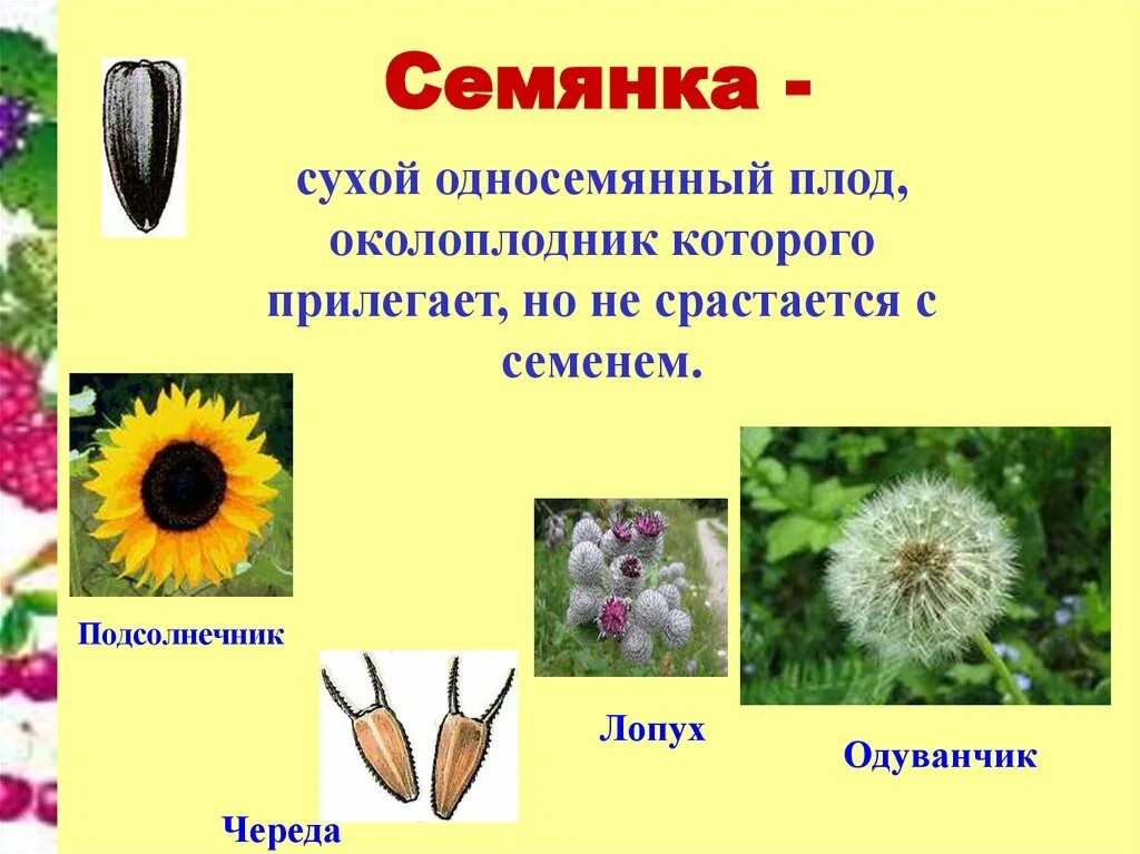 Семянка односемянный плод. Сухие односемянные плоды семянка. Семянка односемянный или многосемянный плод. Классификация плодов семянка. Околоплодник подсолнечника