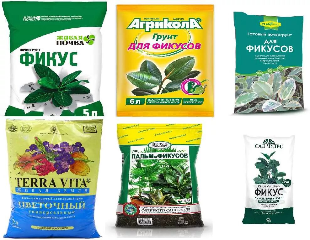Кислотность для фикуса. Грунт для фикуса бенджамина состав. фикус бенджамина грунт для пересадки. готовый грунт для фикуса. готовый субстрат для фикуса.