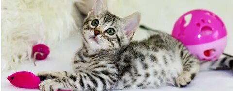 Активные котята