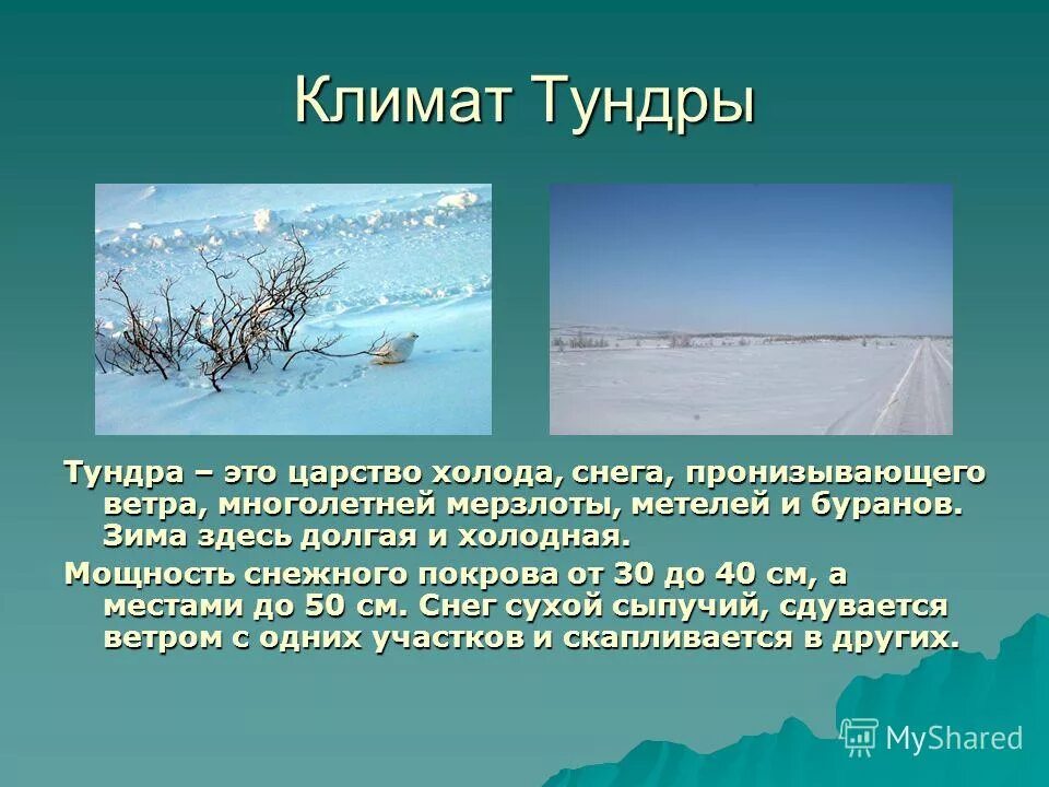 тундровая зона климат. тундра презентация. климат тундры 8 класс география. климат тундры в россии. тундра природная зона.