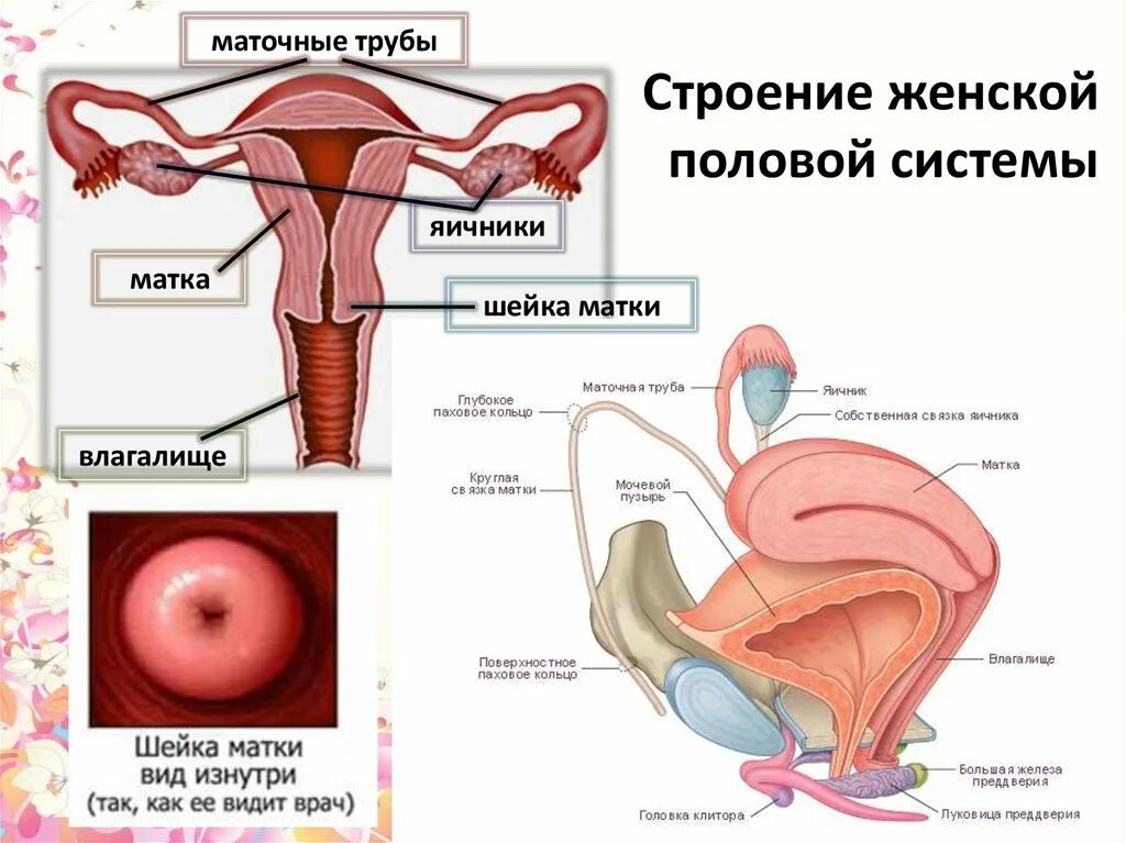 Матку девочка рассказ