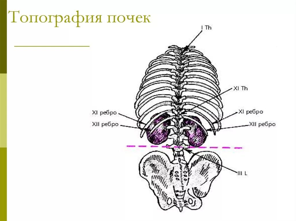 И левую и правую почки пересекает ребро. Скелетотопия почек анатомия. топография почки анатомия. топография почек у человека анатомия. скелетотопия почек рисунок.