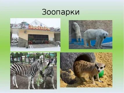 Охрана зоопарка