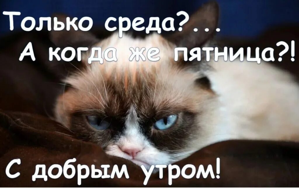 Утро среды прикольные смешные. Доброе утро среда прикольные. С добрым утром среды прикольные. Утро среды. Среда картинки прикольные.