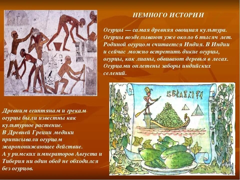 Когда появились первые огурцы. История появления огурца. огурцы в древности. история культуры огурца. огурцы происхождение культуры.