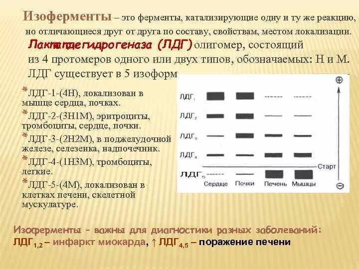 Ферменты изоферменты. Изоферментный спектр лактатдегидрогеназы ЛДГ. Изоферменты ЛДГ. Изоформы ЛДГ. Изоферментный спектр ЛДГ.