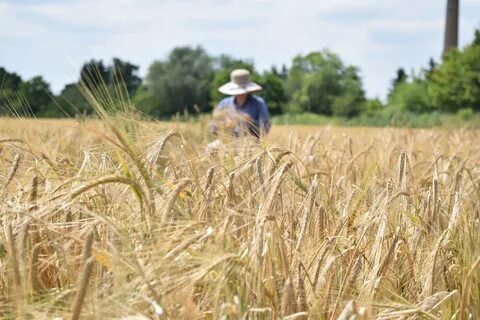 Good crop