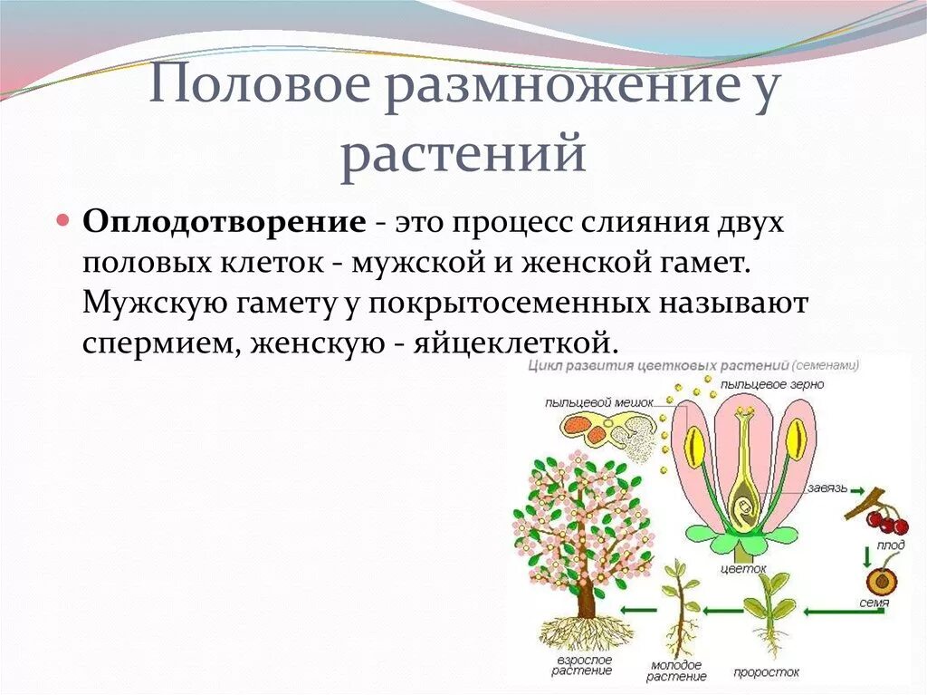 Какая наука изучает процесс размножения растений. Половое размножение растений 6 класс биология. Размножение и оплодотворение у растений 6 класс. Размножение растений 6 класс и функции. Биология 6 класс половое размножение растений схема.