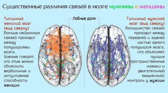 Мужской и женский мозг различия. Строение мозга мужчины и женщины. Мозг мужчины и женщины различия. Мужское и женское полушарие мозга.