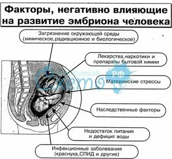 Влияние внешней среды на развитие зародыша человека