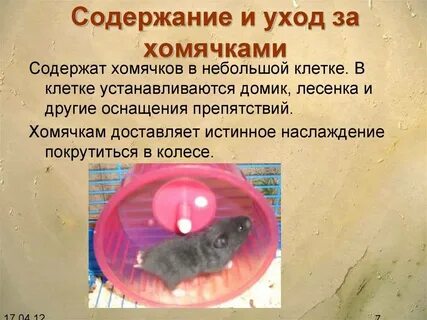 Хомяки уход и содержание и питание