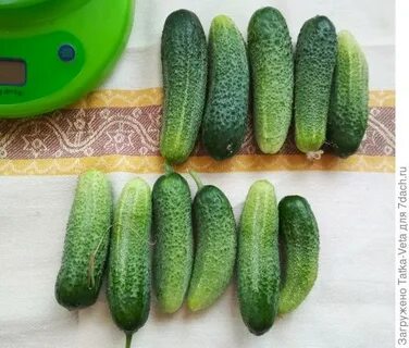 Огурцы гномики фото
