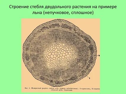 Поперечный срез двудольных