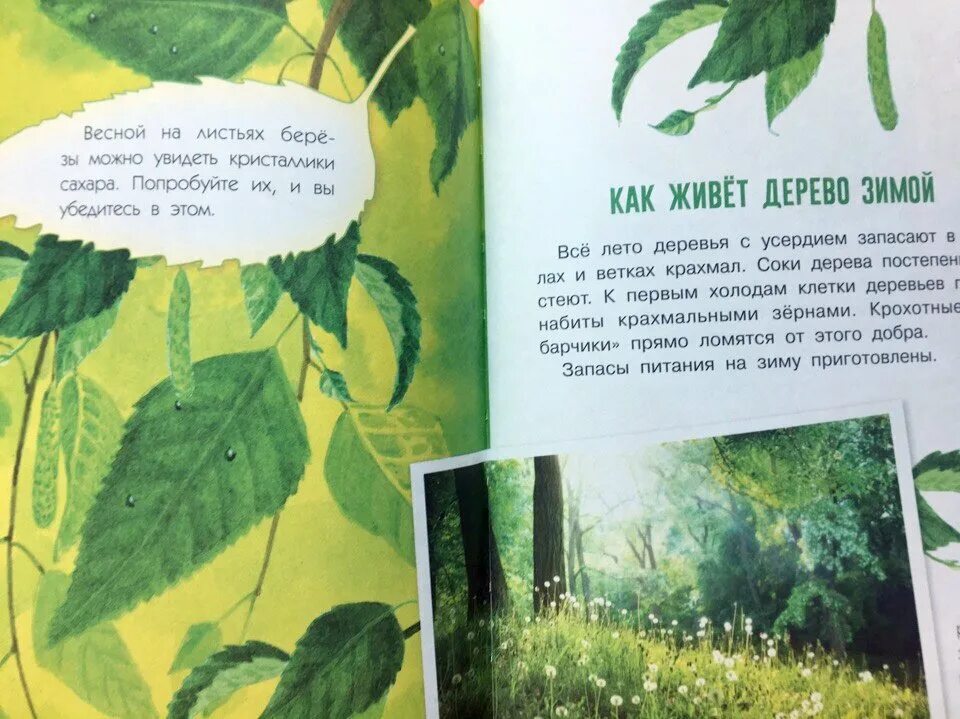 Почему желтеют листья детям. Почему книги желтеют. почему желтеют листья книга. пожелтевшие страницы книги. процесс пожелтения листьев.