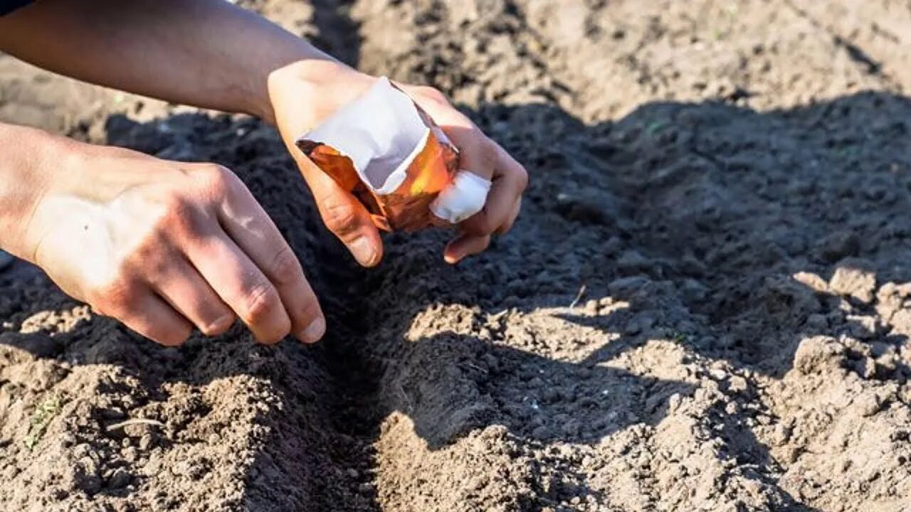 Какую свеклу сажать под зиму. Подзимний посев семян. посев семян под зиму. посев цветов под зиму. подзимний посев моркови.