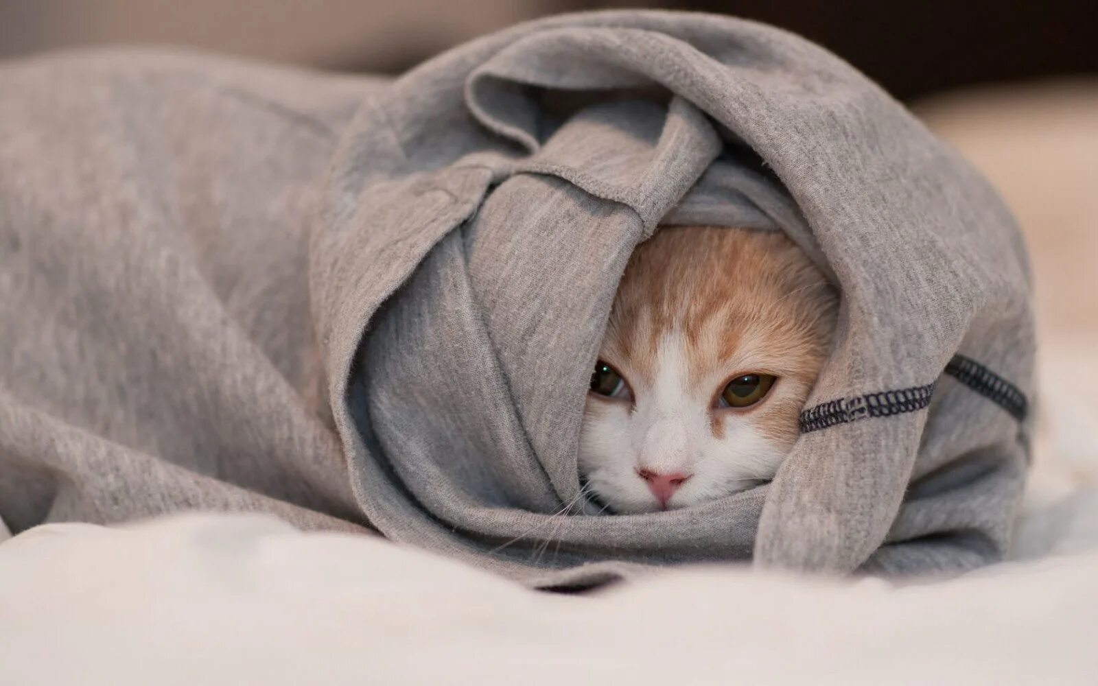 Кот под одеялом. Кот под одеялом