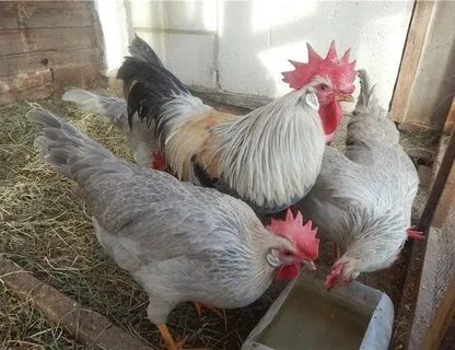 Куры леггорны характеристика отзывы фото и описание