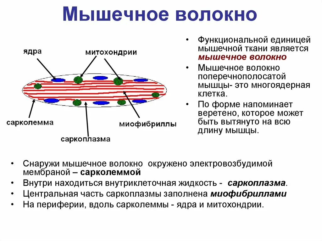 Функциональной единицей мышц является