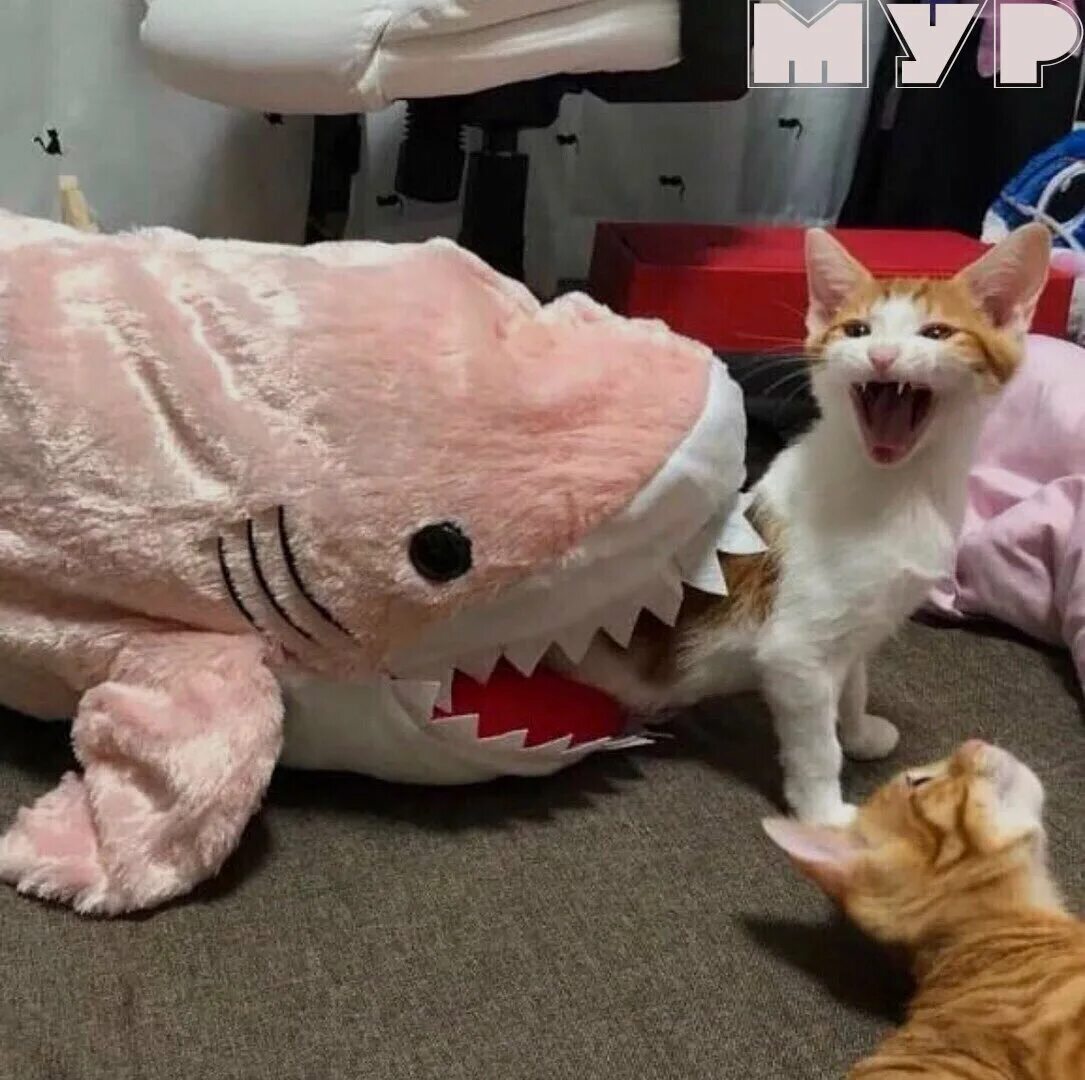 Забавные коты. Смешные картинки с котами до слёз. Смешной кот ржака. Приколы с котами. Очень смешные коты.