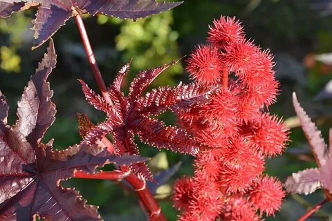Red plant