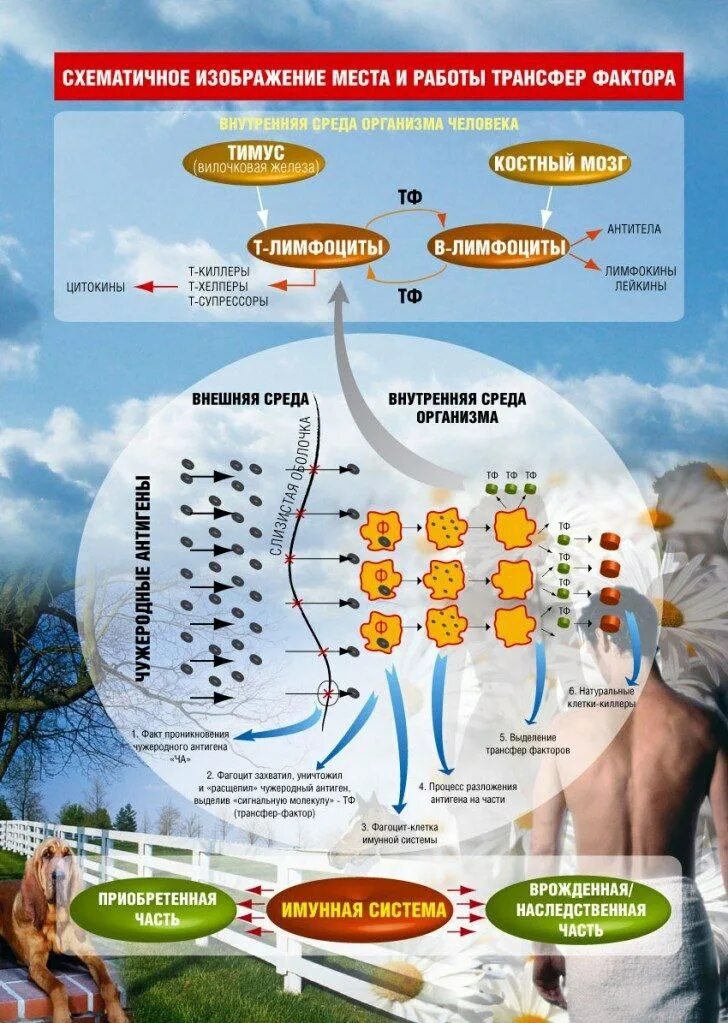 Трансфер фактор применение. Трансфер фактор. Фракции трансфер факторов. Трансфер фактор иммунитет. Трансфер фактор картинки.
