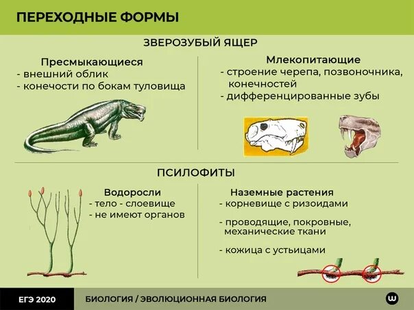 Переходные формы ЕГЭ. Переходные формы ЕГЭ биология. Переходные формы организмов в эволюции. Переходные формы в биологии. Укажите главные черты отличия птиц от пресмыкающихся