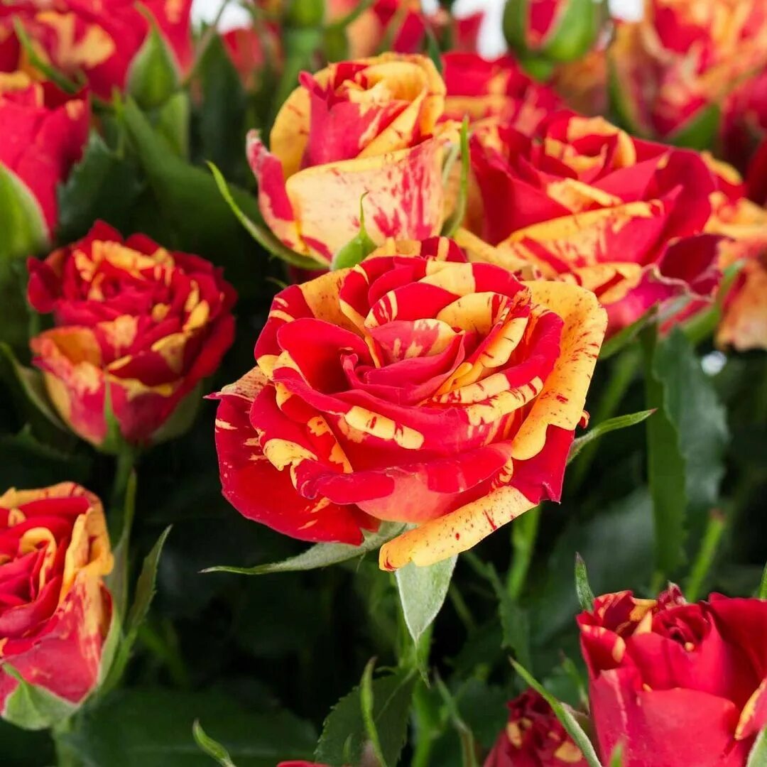 Роза файер флеш спрей роза. В коробке. Роза флорибунда файер флеш. Роза файер флеш. Роза файер.