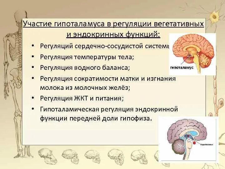 Функция промежуточного мозга дыхание температура тела. Гипоталамус регуляция вегетативных функций. Регуляция гипоталамуса. Участие гипоталамуса в регуляции вегетативных функций. Роль гипоталамуса в эндокринной регуляции.