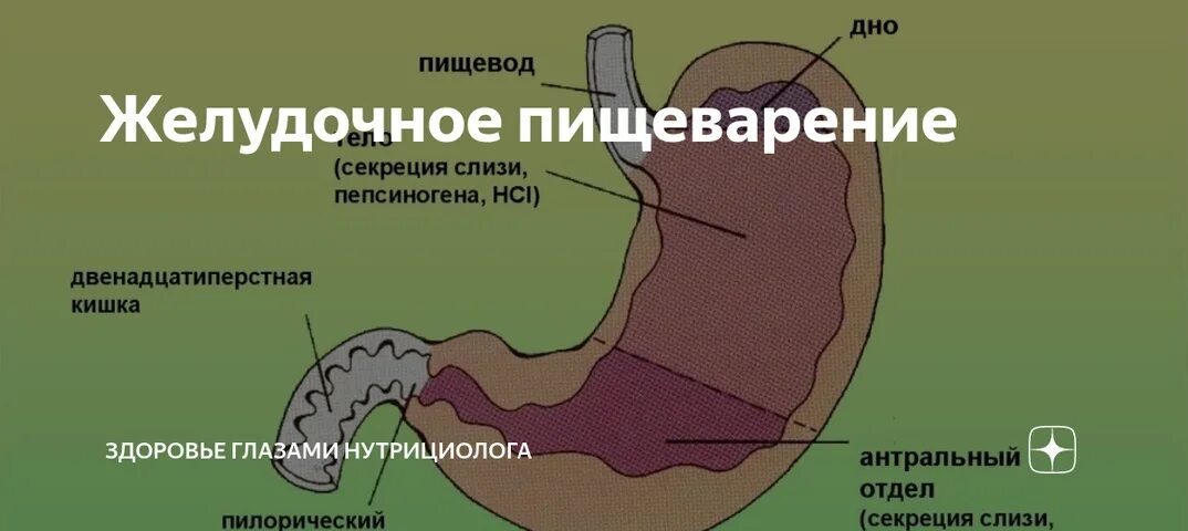 Обработка пищевого комка желчью. Желудочное пищеварени. Пищеварение в желудке человека.