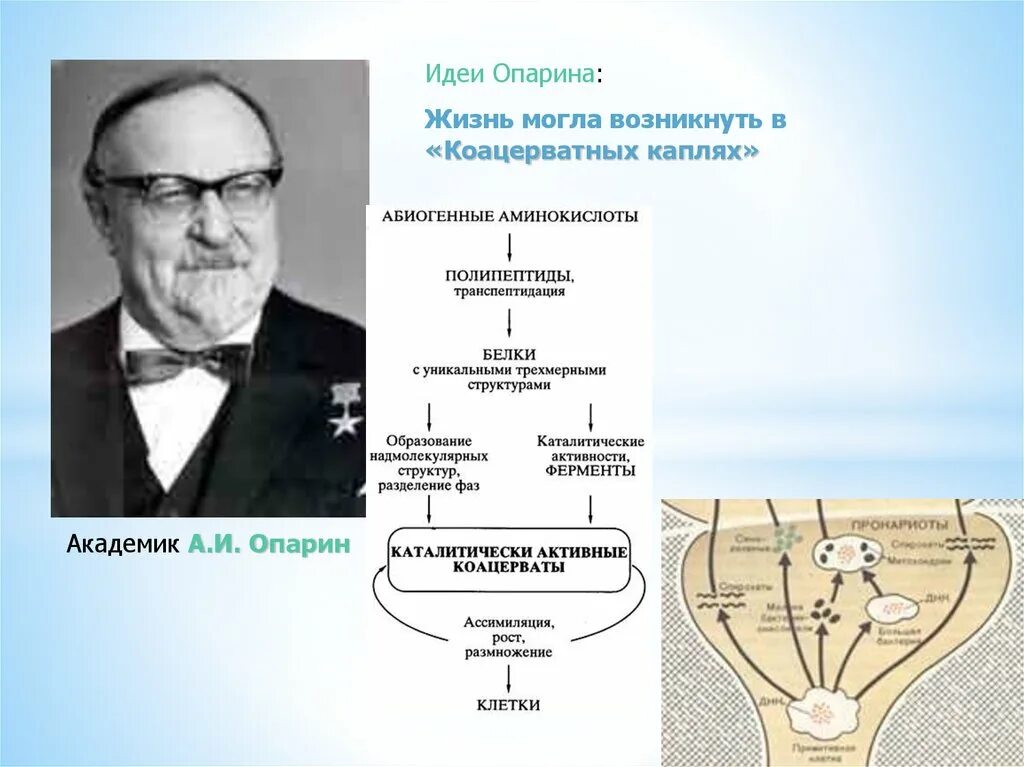 Коацерватная гипотеза. Опарина. Академик Опарин. Коацерватная теория Опарина. Теория коацерватных капель Опарина.