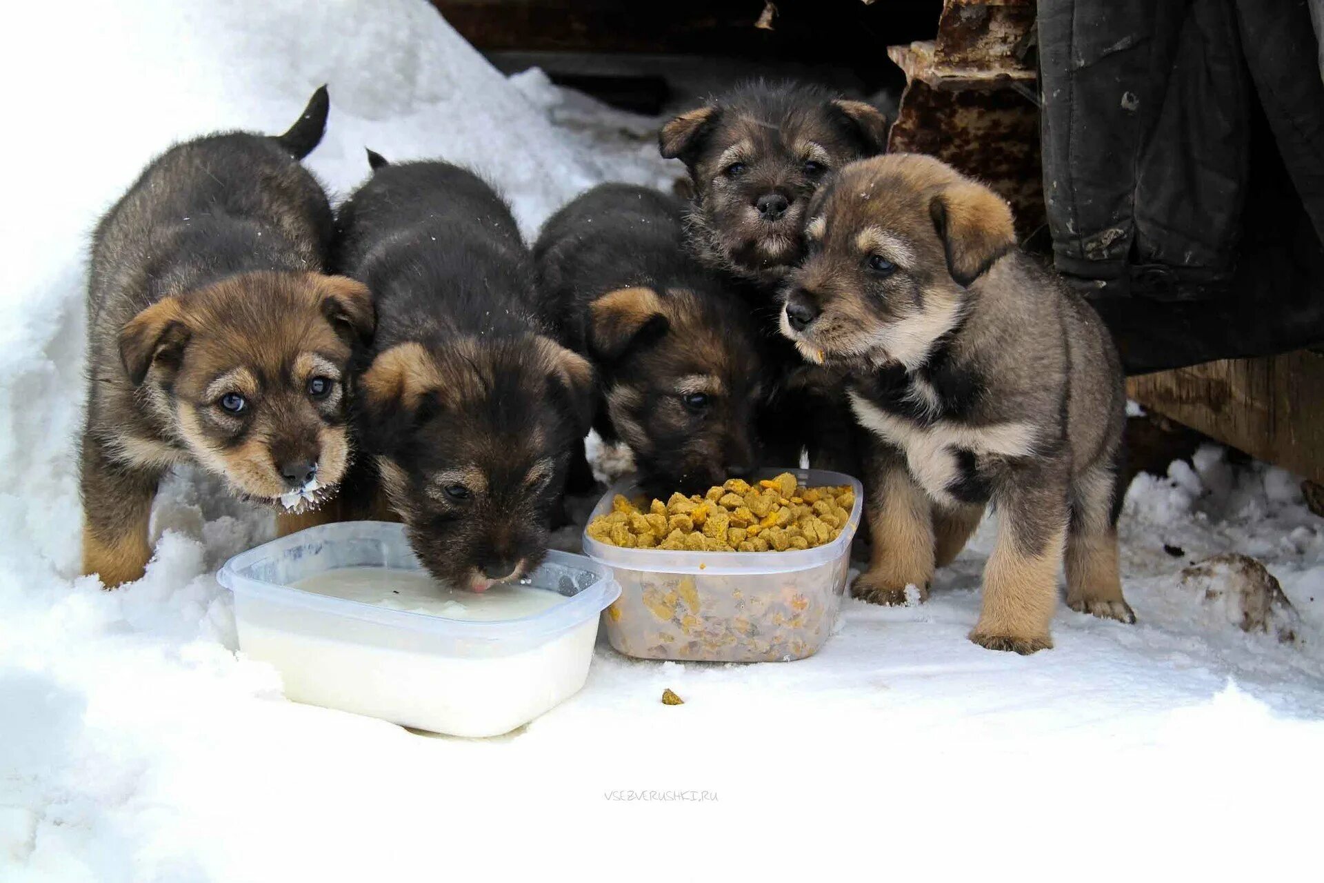 Бродячие собаки. Номер телефона приюта для собак. Куда сдать бездомную собаку. Приют для животных кошки. Собачий приют гатчинский район.