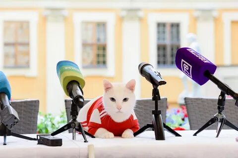 Cat 2018