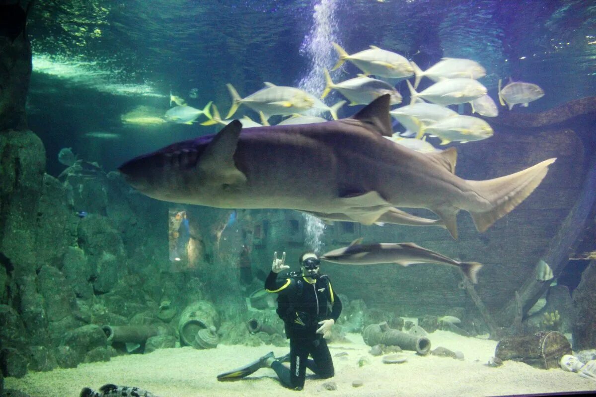 Океанариум Sochi Discovery World Aquarium в Адлере - "До сих пор вспоминаем плав