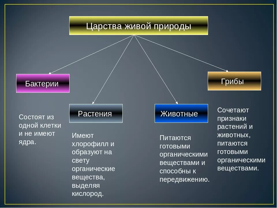 Царство животных царство растений царство грибов царство бактерий. Царство растений животных грибов бактерий вирусов. Представители царства бактерий 5 класс биология таблица. Царства живой природы 5 класс биология. Человек как представитель царства животных реализует