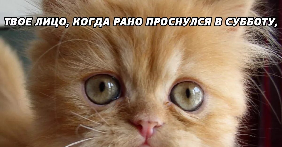 Мое утро в субботу. Утро суббота котики. доброе утро суббота котики. кот утро субботы. доброе утро субботы с котом.