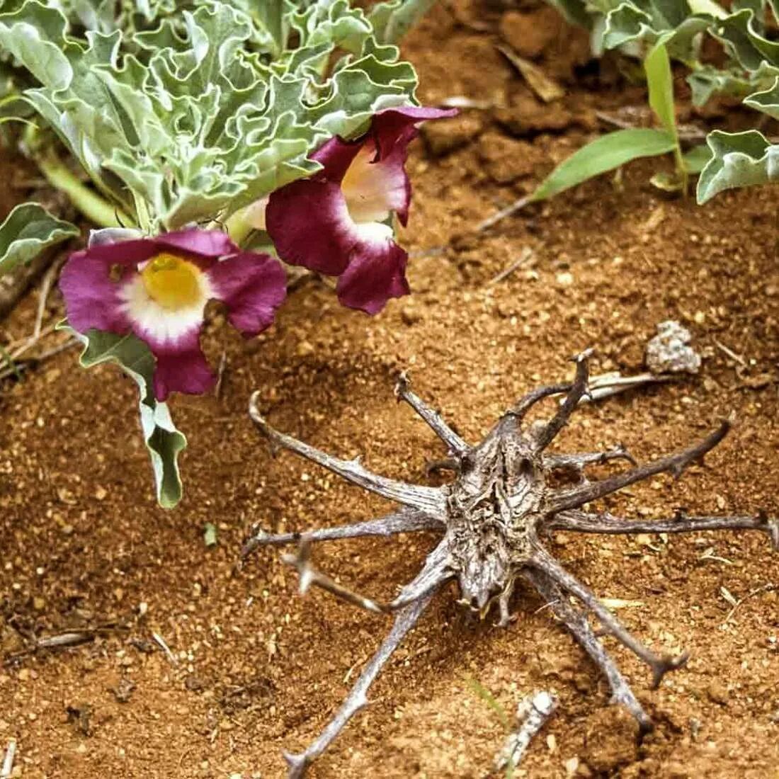 Мартиния душистая фото. Harpagophytum procumbens. Мартиния душистая. Коготь дьявола Мартиния. Мартиния душистая (Harpagophytum procumbens ).