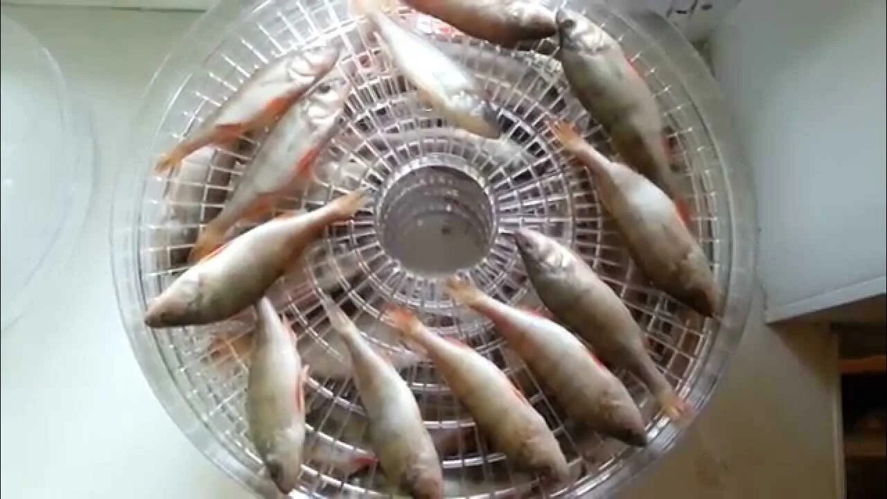 Как засолить плотву для сушки