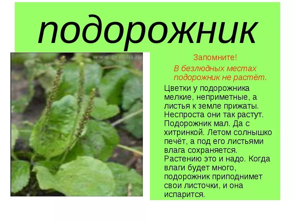 Подорожник научный текст. Сообщение о подорожнике. Подорожник доклад. Описание растения. Сообщение о растении подорожник.