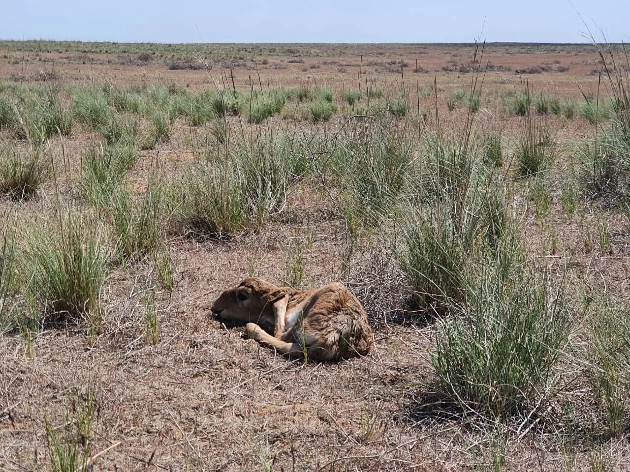 Опустынивание в калмыкии черные земли. Засуха в калмыкии. Калмыкия степь пески. Засуха в калмыкии. Опустынивание в калмыкии черные земли.