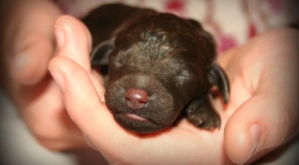 Новорожденный щенок. Только что родившиеся щенки. Собаки рождаются слепыми