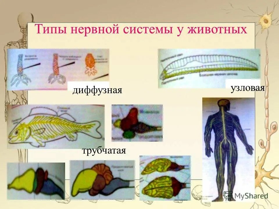 Типы нервной системы беспозвоночных животных. Типы нервной системы Узловая трубчатая. Типы нерыной системы у жив. NBGS ythdysp cbcntv e ;bdjnys[. Диффузная представители