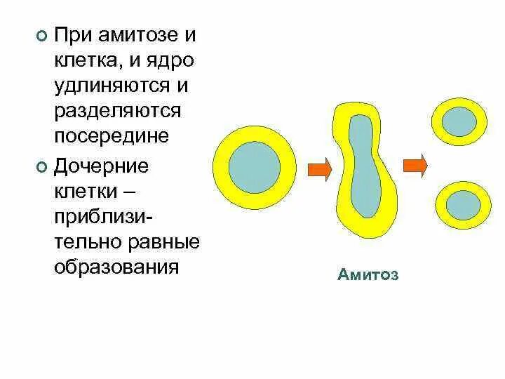 Сколько дочерних клеток образуется. Дочерние клетки это. Клетка и дочерние клетки. Разделившиеся дочерние клетки. Дочерние клетки это кратко.