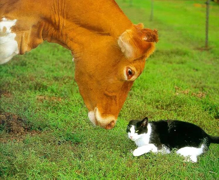 Кот коровка. Кот и корова. Теленок и котенок. Котёнок и корова. Корова и кошка.