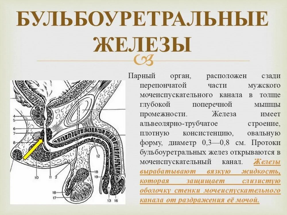 Бульбоуретральная железа анатомия. Бульбоуретральная железа анатомия строение. Бульбоуретральные железы у мужчин анатомия.