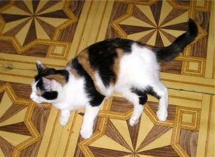 Трехшерстная кошка приметы